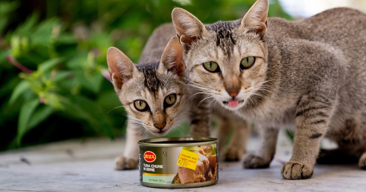 rachael ray cat food