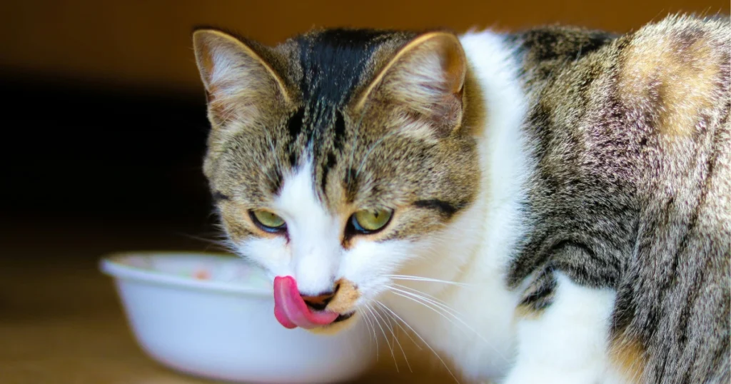 Raw Cat Food
