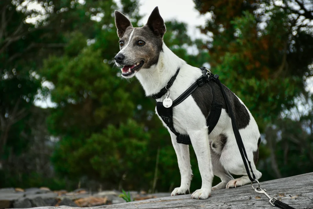 best shock collar for dogs