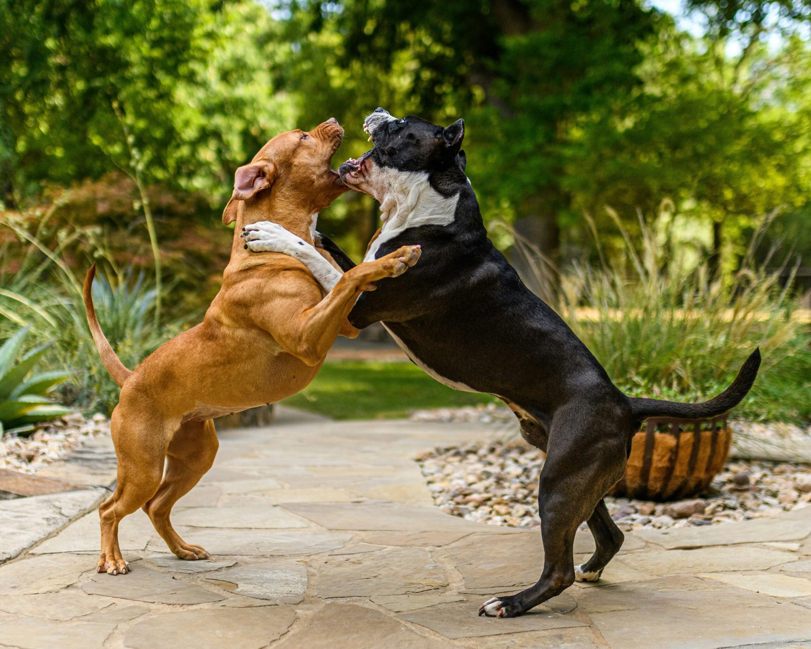 most vicious dogs on earth