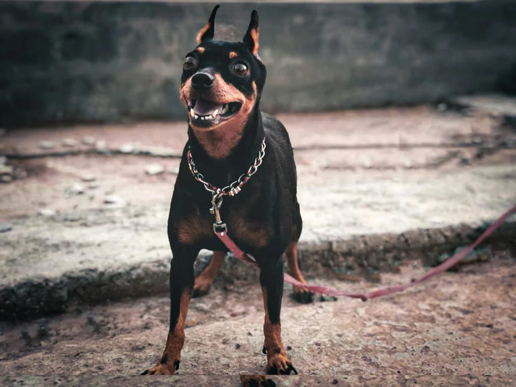 most dangerous dog species