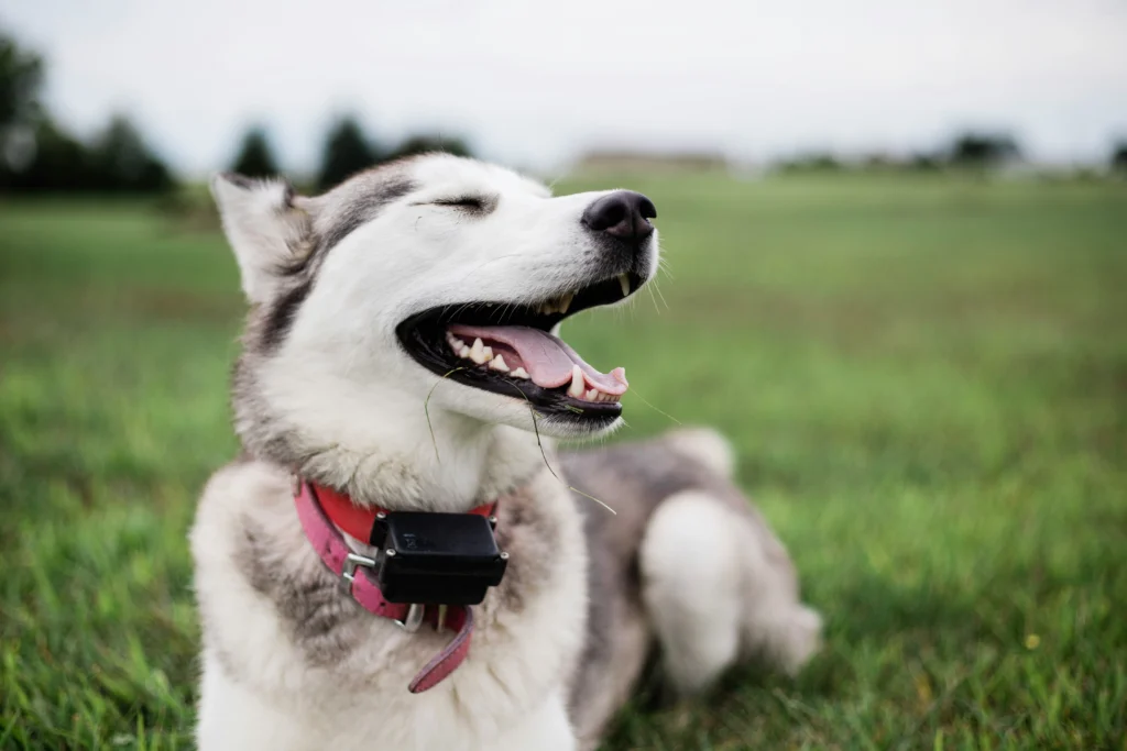 Best Dog Training Collar