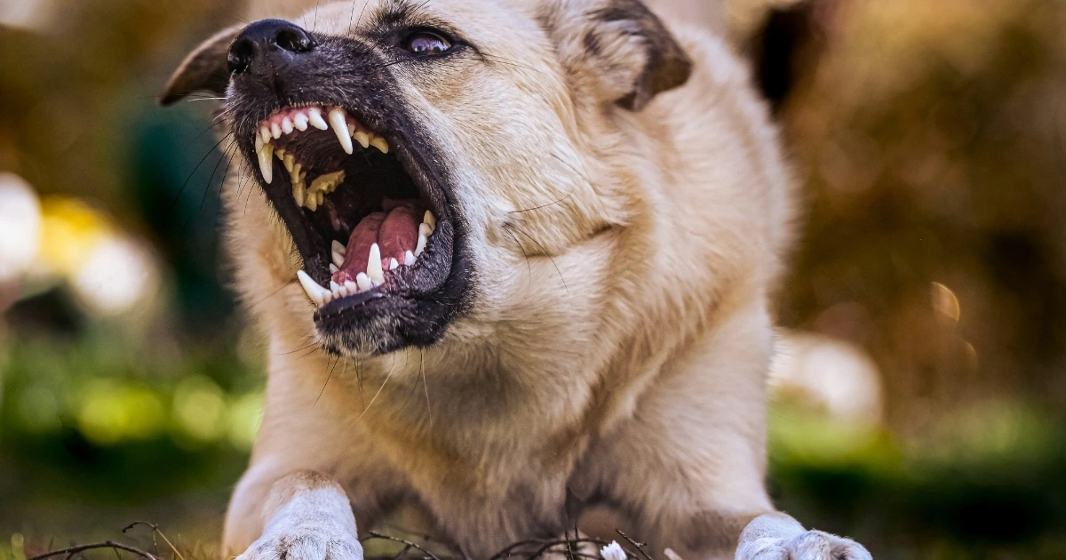 most aggressive dog breeds