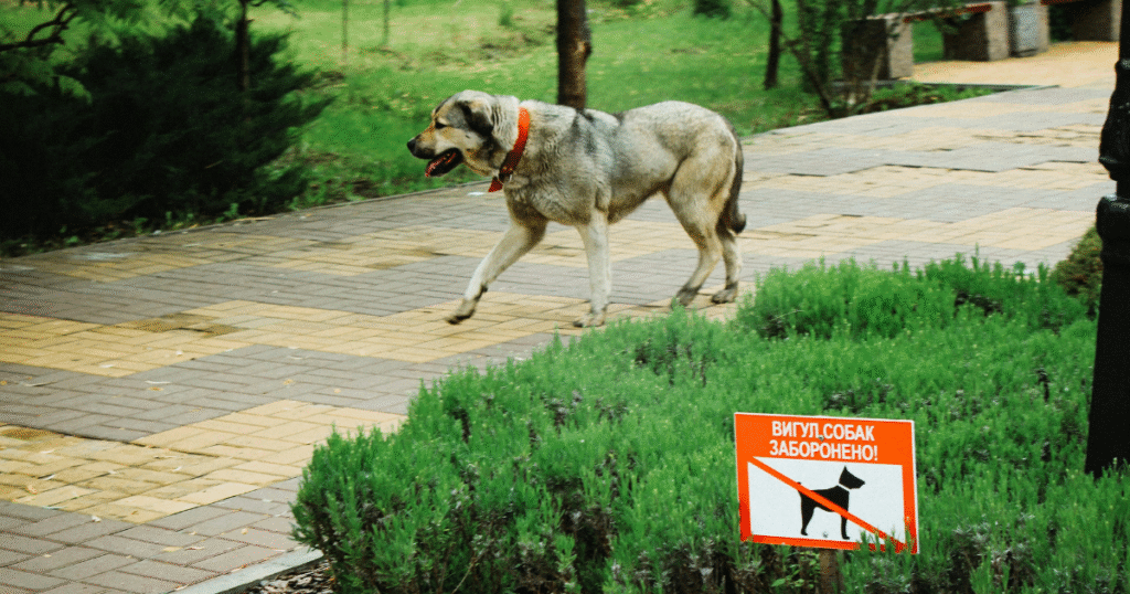most dangerous dog species