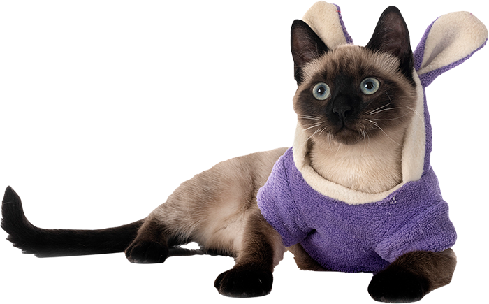 Pet Guide