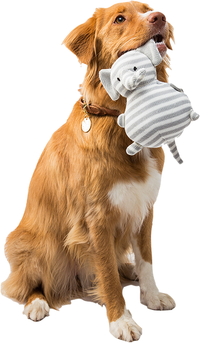 Pet Guide